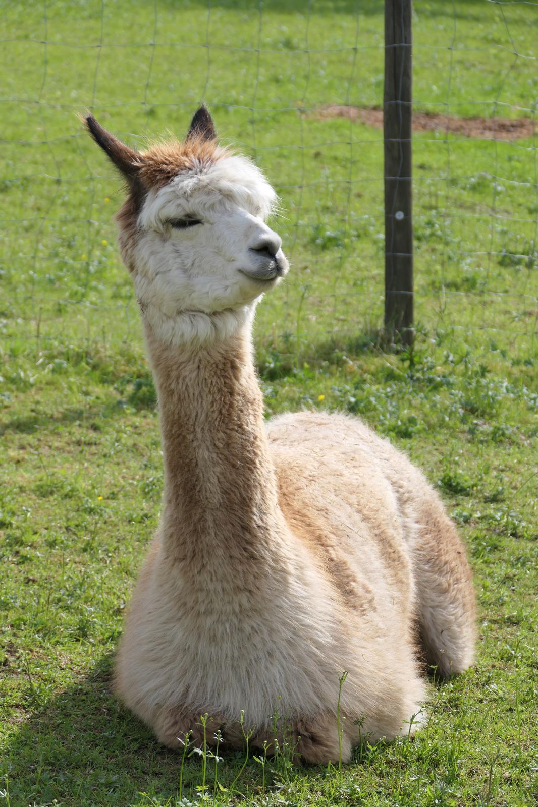 Gerda