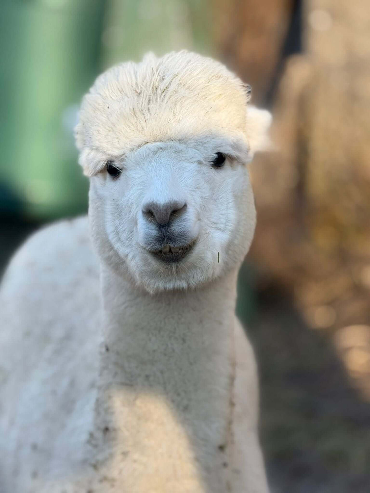 Enrico