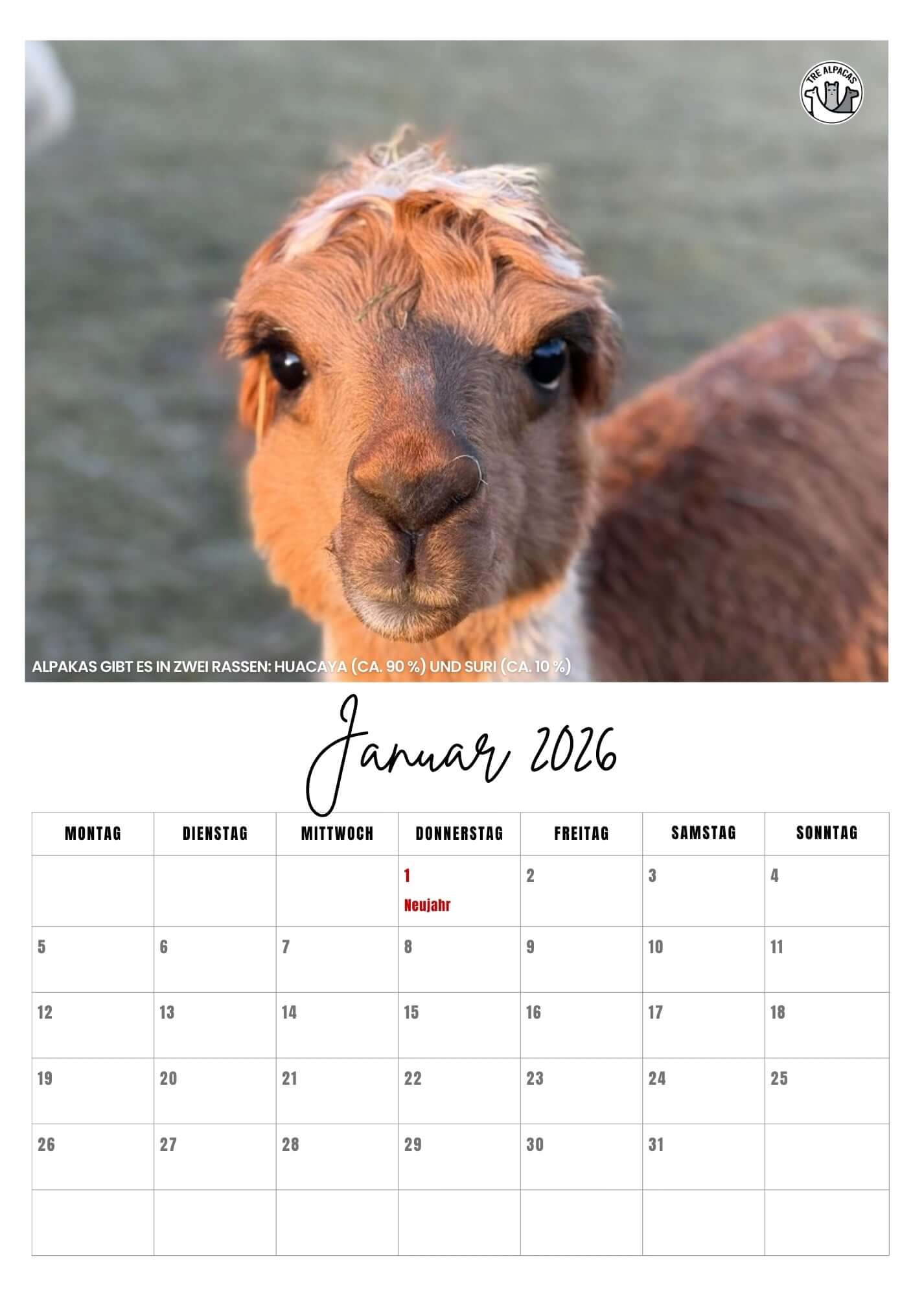 Kostenloser PDF Alpaka Kalender 2026 mit Alpaka Fakten