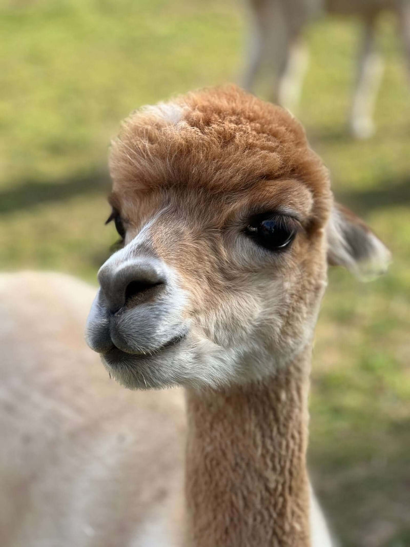 Teil 1: 5 überraschende Fakten über Alpakas, die jeden Alpaka-Fan begeistern werden - tre_alpacas