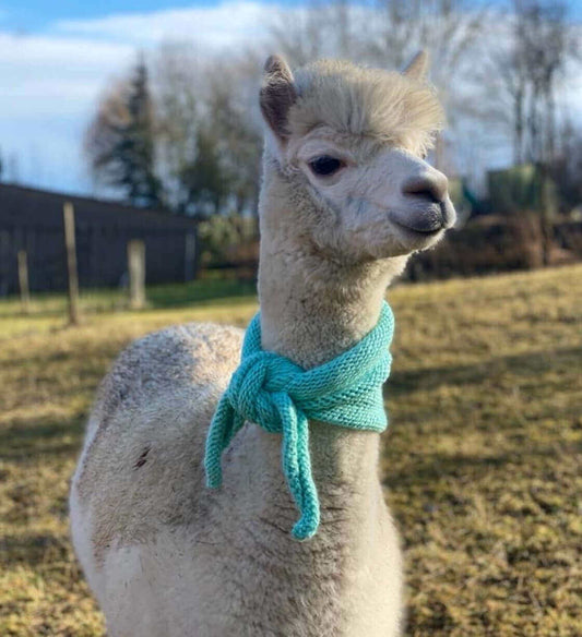 Warum Alpakawolle die beste Wahl für Allergiker ist - tre_alpacas