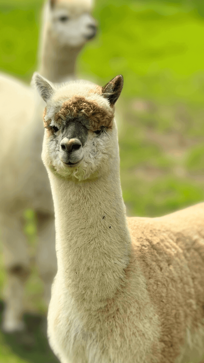 Warum Alpakawolle der Schlüssel zu mehr modischer Nachhaltigkeit ist - entdecke die Vorteile von Alpakafell! - tre_alpacas