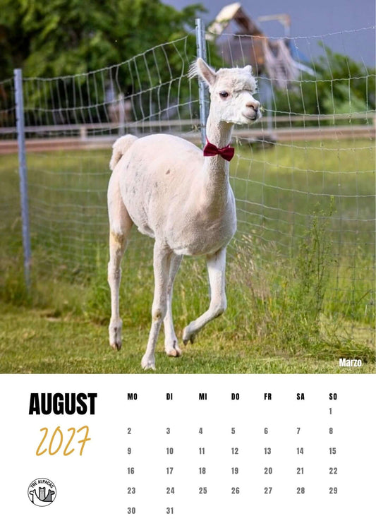 Alpaka Gewinnspiel: Gewinne einen von 5 Alpaka-Kalendern 2027! 🦙
