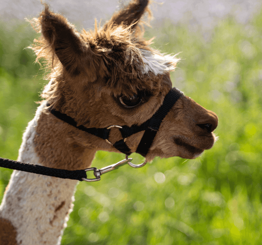CBASP – Ein intensiver Weg aus der chronischen Depression! - tre_alpacas