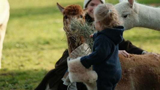 Fakten über Alpakas: Alles, was Sie über diese faszinierenden Tiere wissen müssen - tre_alpacas