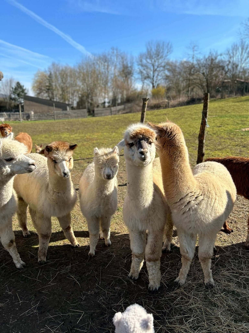 Alpakas und Klimaschutz: Wie klimafreundlich Alpakas wirklich sind! - tre_alpacas