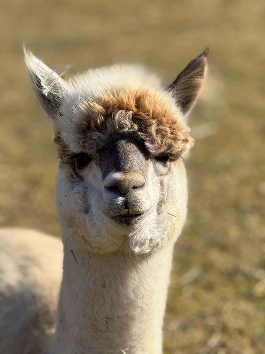 Kuschelalarm: Neue Alpaka-Produkte für warme Herzen im Alpaka Online Shop verfügbar! - tre_alpacas