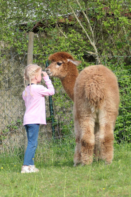 Alpaka-Produkte im Check: Worauf Du beim Kauf von Alpaka-Wolle achten solltest - tre_alpacas