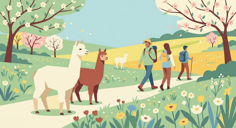 Alpaka-Wanderung im Frühling: Blühende Wiesen mit Tieren