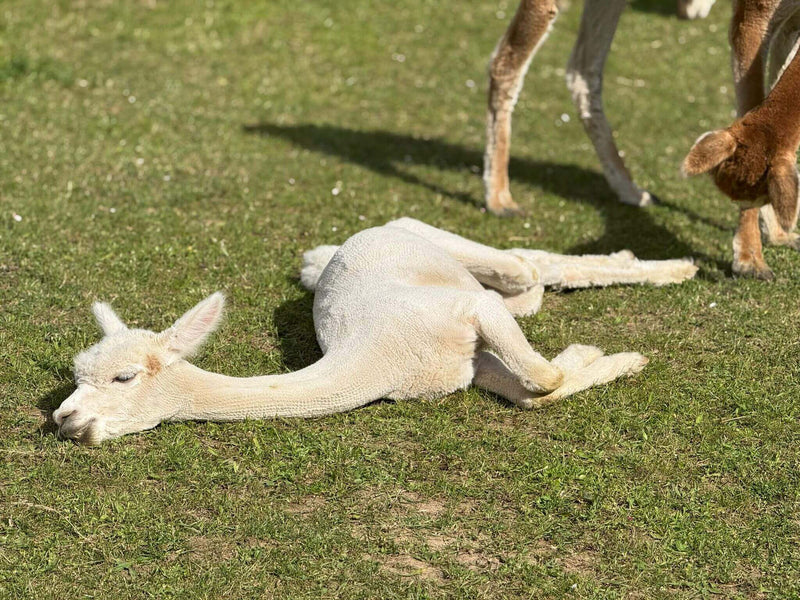 Hochwertige Alpaka Decken für den Sommer: Leicht, atmungsaktiv & stilvoll - tre_alpacas