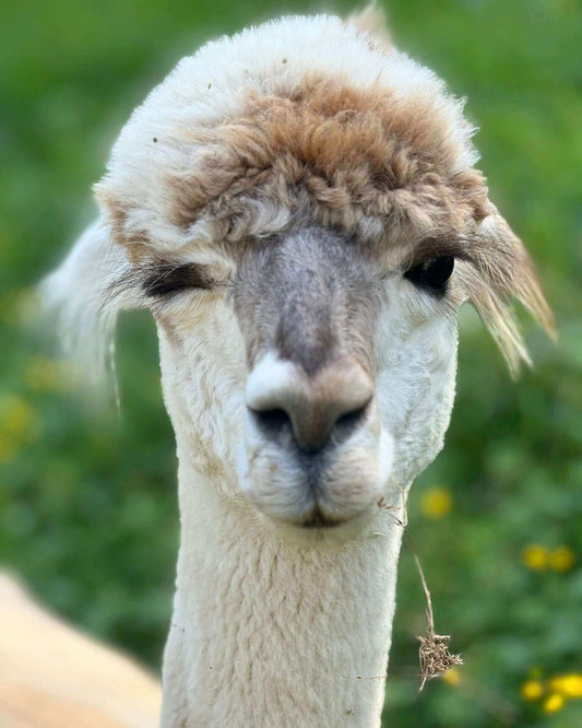 Worauf man beim Kauf von Alpaka-Produkten im Online-Shop achten sollte! - tre_alpacas