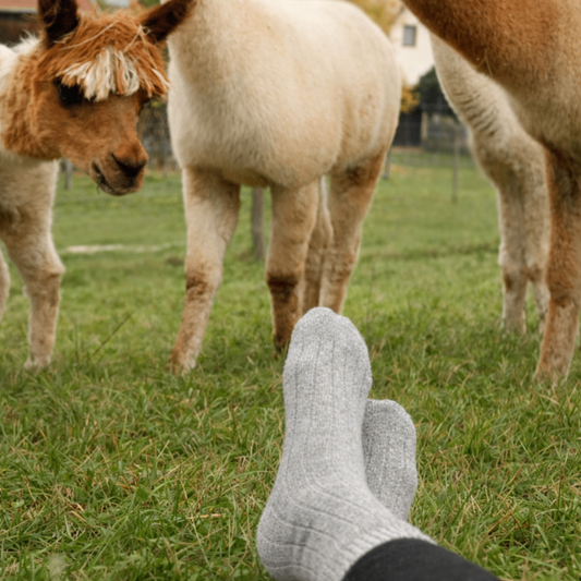 Alpakasocken kaufen: Welche Alpaka Socken passen zu dir?