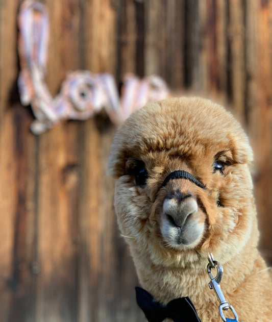 Valentinstagsgeschenk für Sie - süßes Alpaka mit Fliege vor einer "Love"-Dekoration.