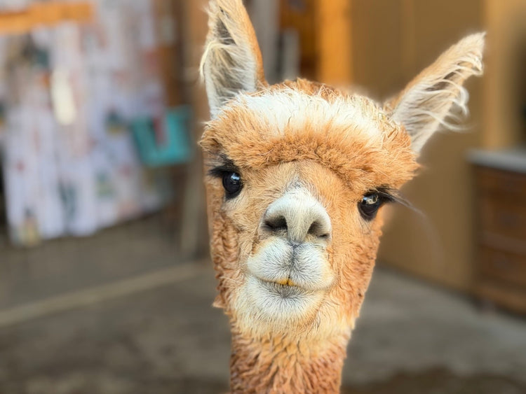 Back to School – aber flauschig
