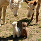 Alpaca Plush Toy made of 100% Alpaca Wool, standing (White, Brown)
