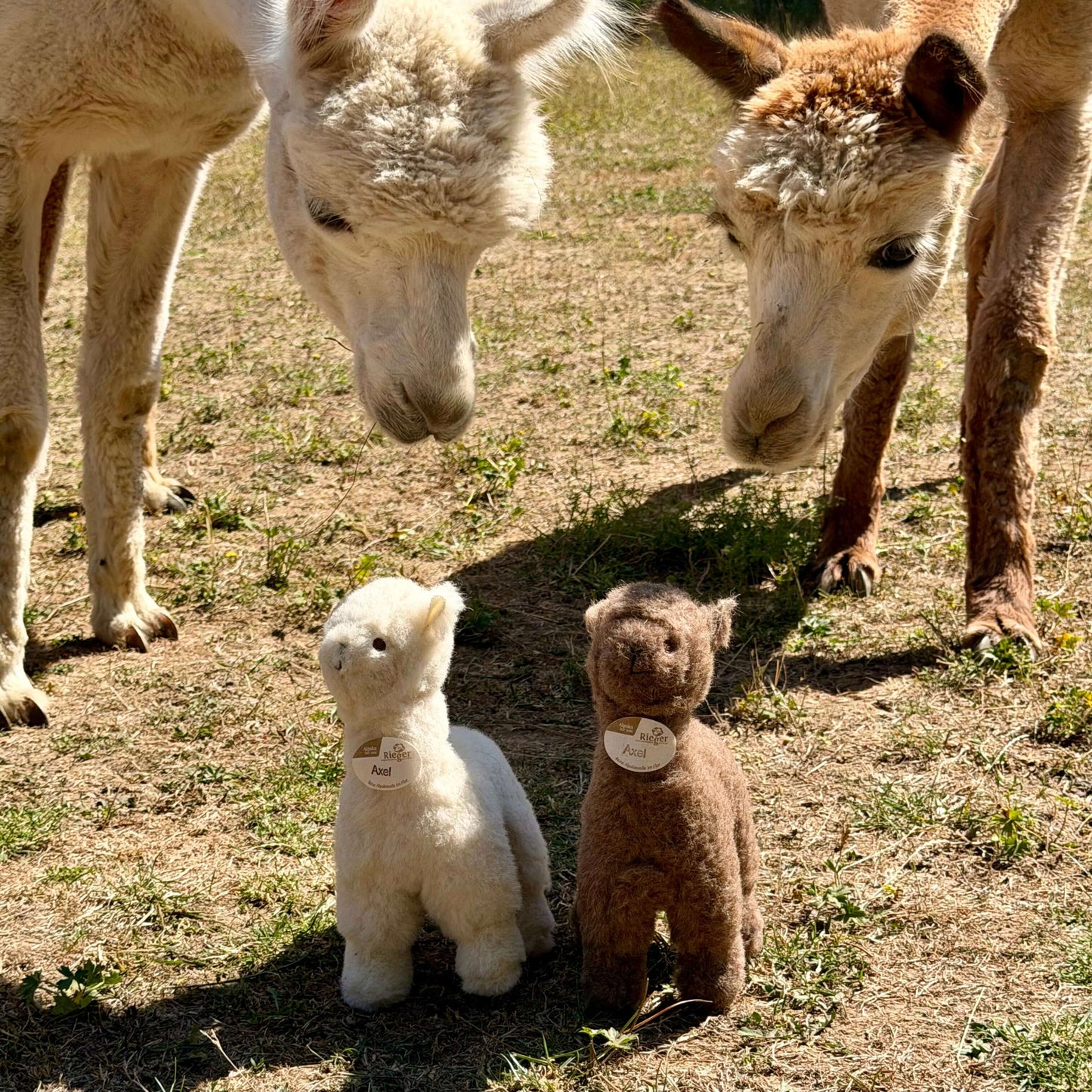Alpaca Plush Toy made of 100% Alpaca Wool, standing (White, Brown)