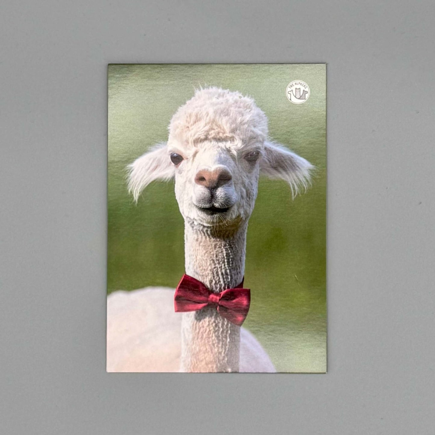 Alpaka Postkarten Set mit niedlichem Alpaka im Fliegenlook, ideal für besondere Anlässe und Grüße.