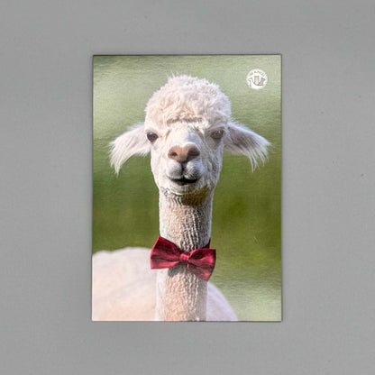 Alpaka Postkarten Set mit niedlichem Alpaka im Fliegenlook, ideal für besondere Anlässe und Grüße.