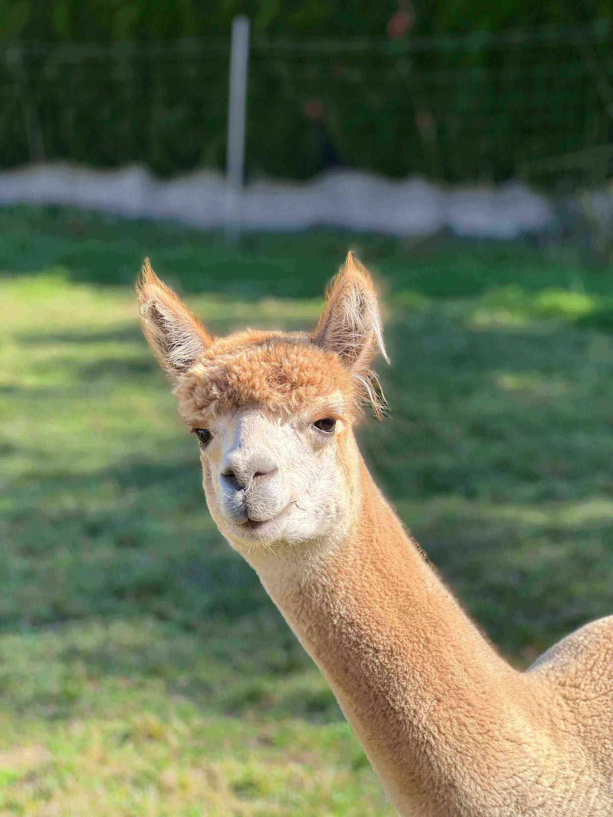 Alfred ist ein ruhiger Begleiter beim Alpaka Wandern Bayern