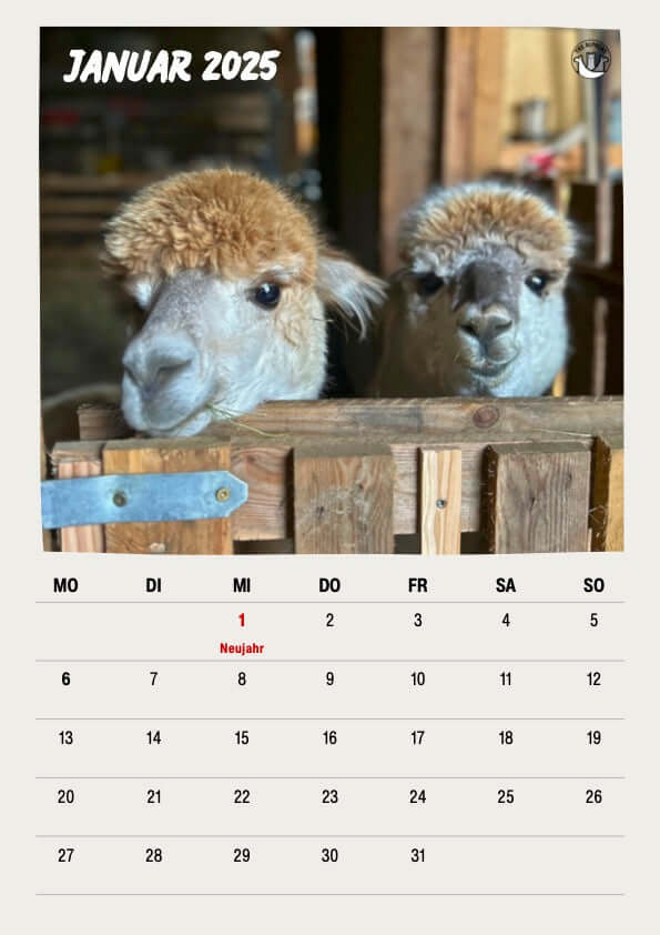 Kostenloser Alpaka Kalender 2025 mit zwei süßen Alpakas im Januar, die neugierig in die Kamera schauen.