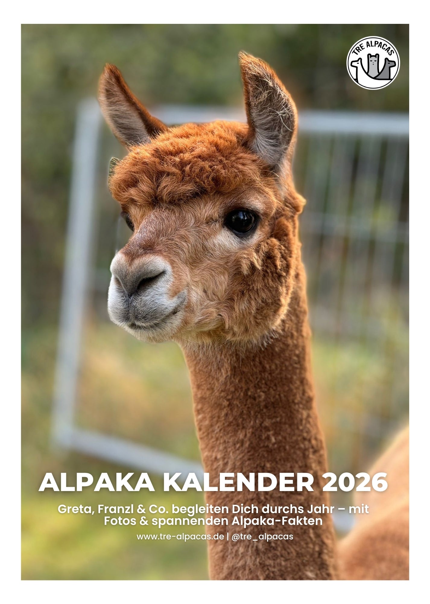 Kostenloser PDF Alpaka Kalender 2026 mit Alpaka Fakten