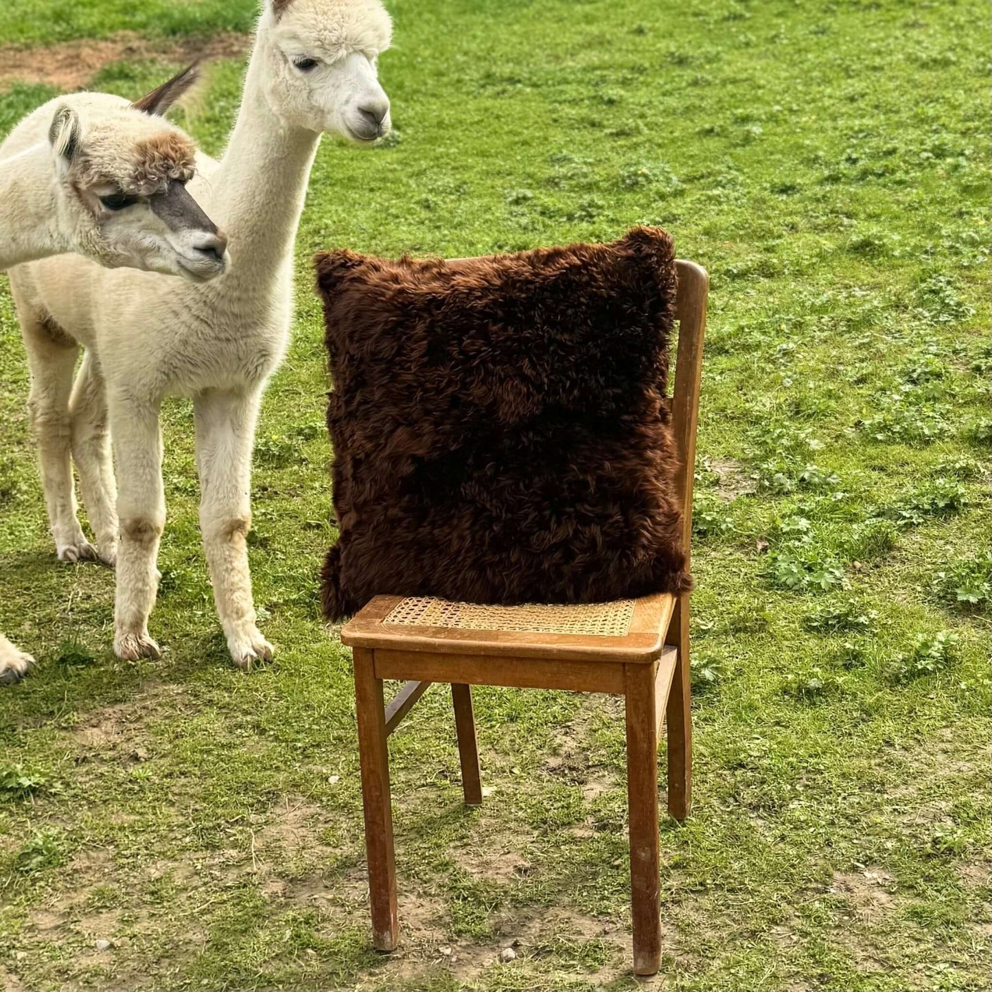 Weiches Alpaka Echtfell Kissen 50x50 cm (Braun, Schwarz)