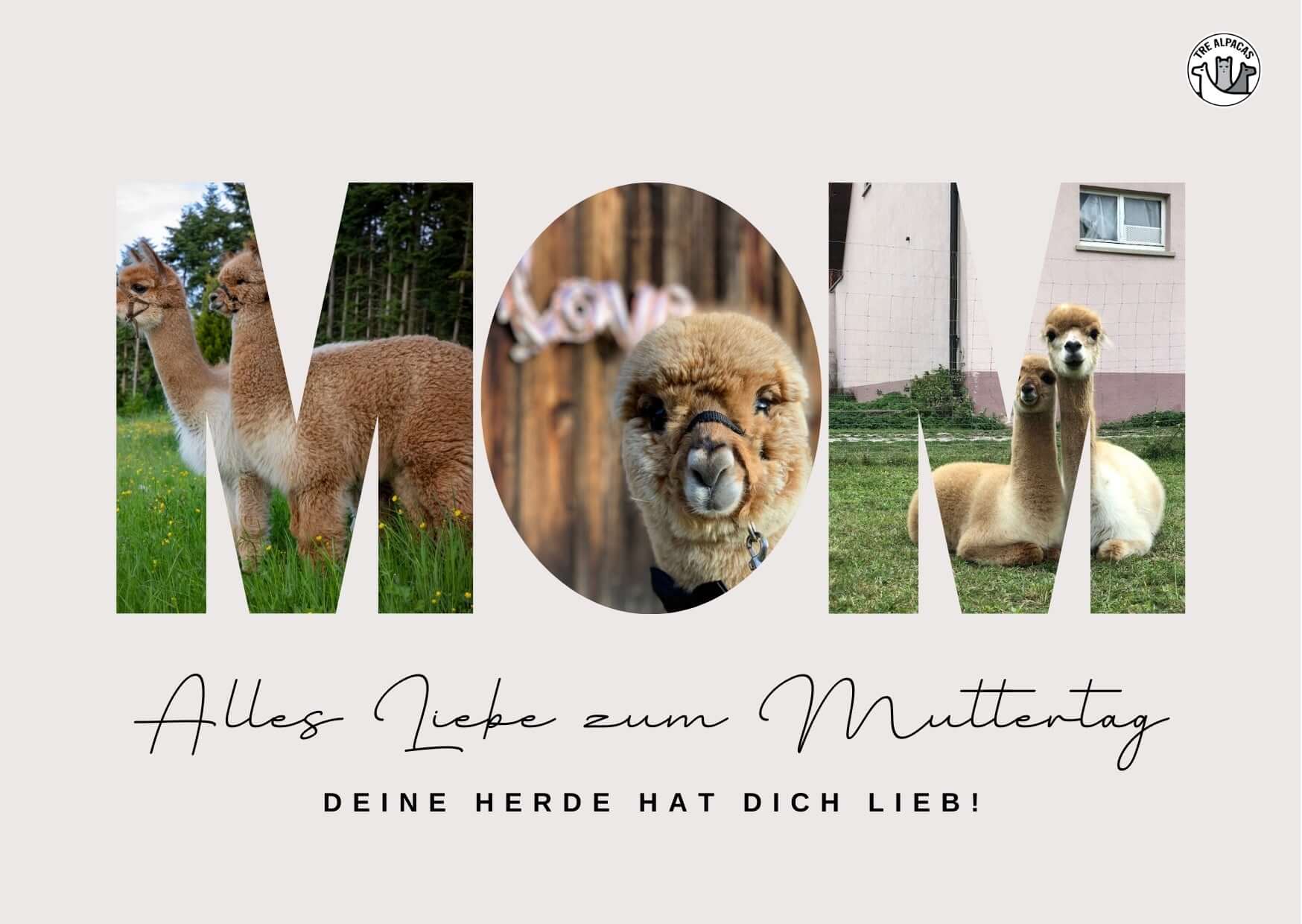 Kostenlose Muttertags Postkarte Alpaka mit Alpakas und herzlichen Grüßen zum Muttertag.