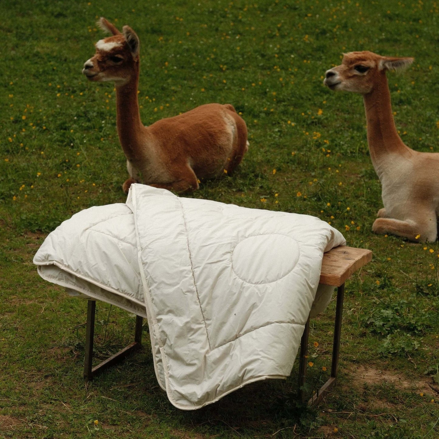 Alpaka Steppdecke auf einem Tisch mit Alpakas im Hintergrund auf einer Wiese.